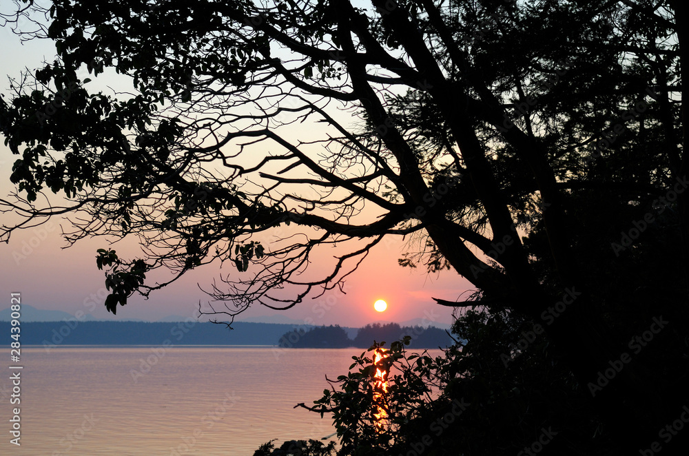 Canada, British Columbia, Gulf Islands, Wallace Island. Silhouetted arbutus tree in front of a setting sun