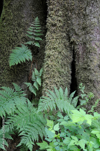 Canada, British Columbia. Ferns and mosses at the base of an ancient tree, Carmanah Walbran Provincial Park photo