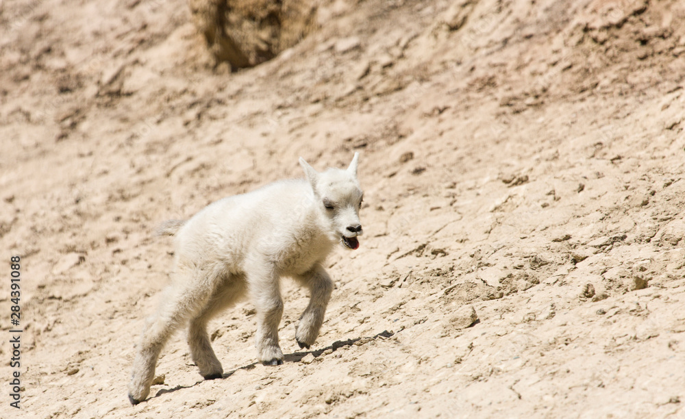 Banff National Park, Alberta, Canada. Baby mountain goat at a salt lick, overheated and looking for shade, on Mt. Norquay Road outside of Banff. Banff National Park, Alberta, Canada. Baby mountain goat at a salt lick, overheated and looking for shade, on Mt. Norquay Road outside of Banff.