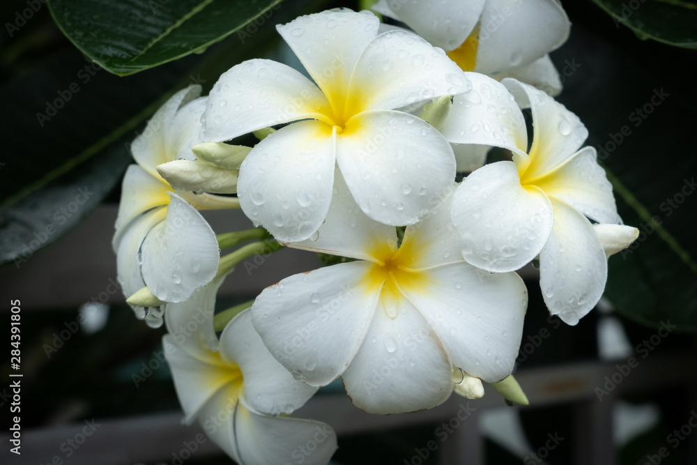 Obraz premium Plumeria