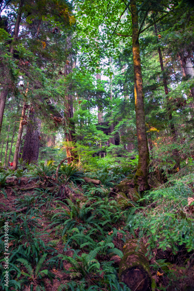 Obraz premium Canadian Rainforest