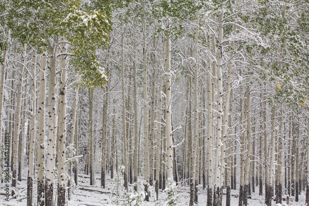 Fototapeta premium Fresh late summer snow on Aspen trees, Banff National Park, Alberta, Canada