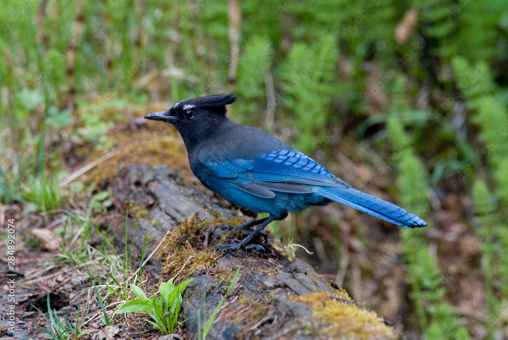 Obraz premium Canada: British Columbia, Yoho NP, Stellar jay, feeding on mossy log