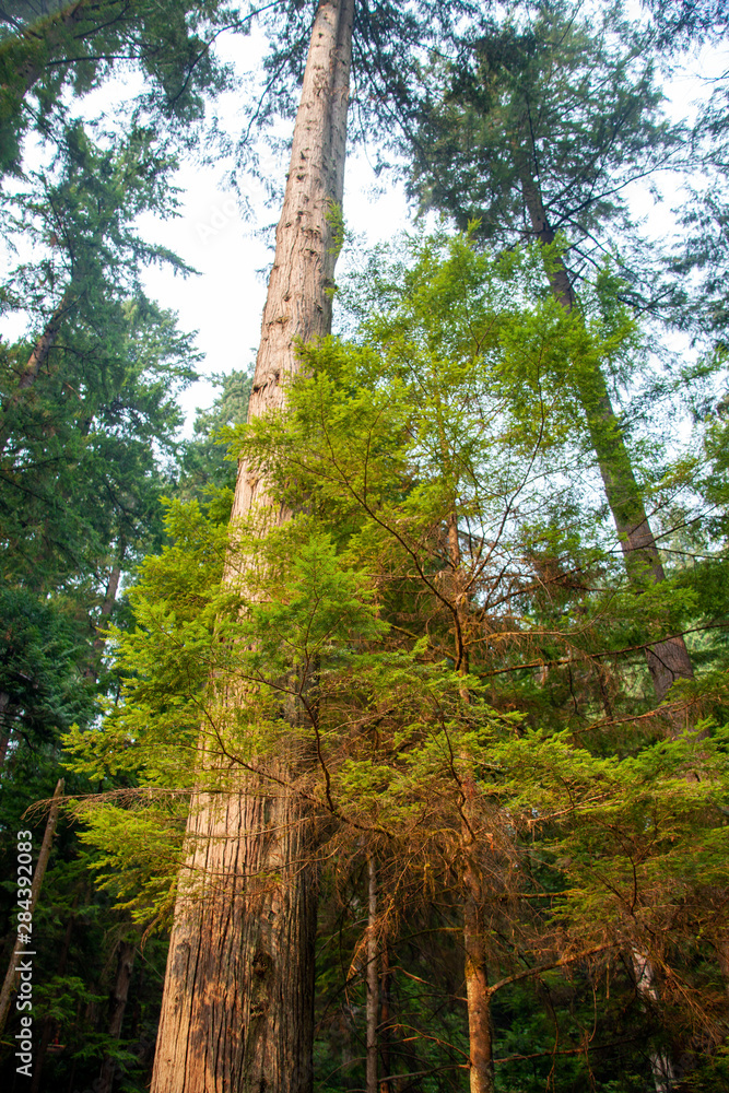 Fototapeta premium Canadian Rain Forest 4