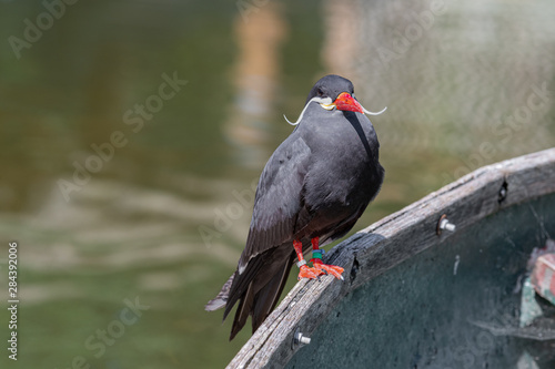 Inca Tern Perched on an Old Rowing Boat photo