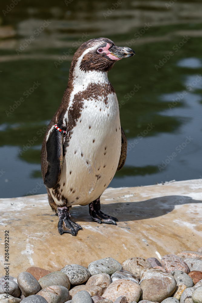 Fototapeta premium Humboldt Penguin Standing Near Water