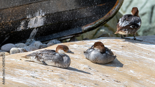 A Pair of Smew Ducks Standing Together photo