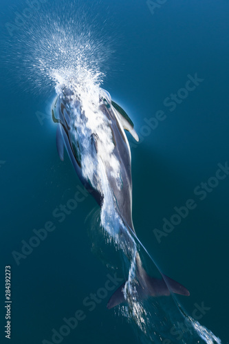 British Columbia. Pacific white-sided dolphins (Lagenorhynchus obliquidens) play in the clear waters of Johnstone Strait.