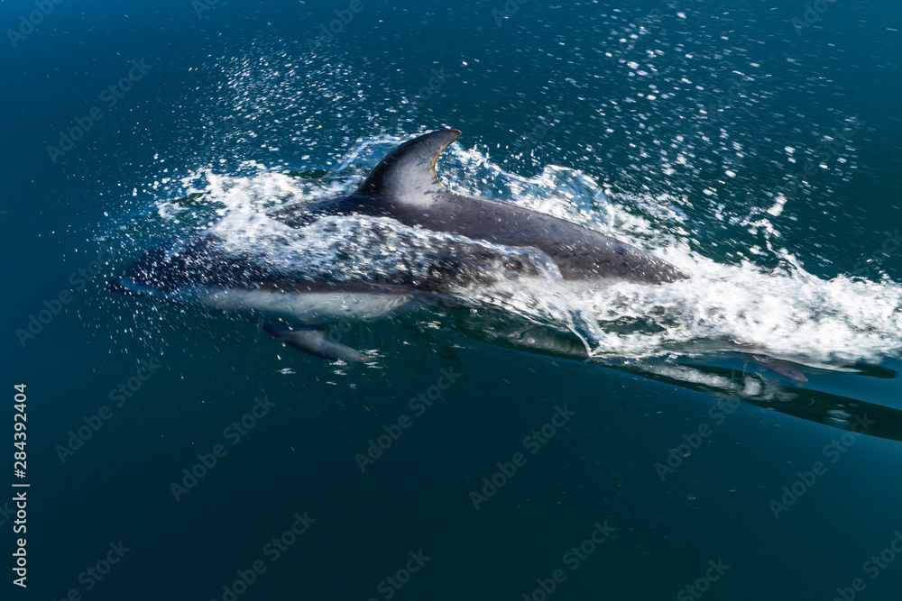 Fototapeta premium British Columbia. Pacific white-sided dolphins (Lagenorhynchus obliquidens) play in the clear waters of Johnstone Strait.