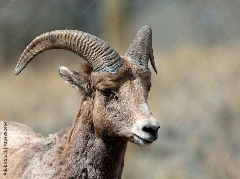 Rocky Mountain Bighorn sheep ewe in the Cascade mountains of British Columbia along the Thompson River. 2 year old ram.