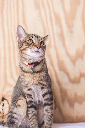 portrait of a cat