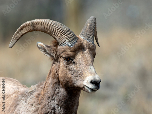 Rocky Mountain Bighorn sheep ewe in the Cascade mountains of British Columbia along the Thompson River. 2 year old ram.