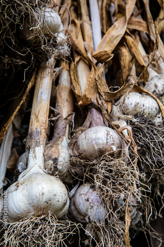 Garlic hanging to dry in Ganges, British Columbia, Canada