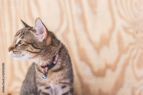 portrait of a cat