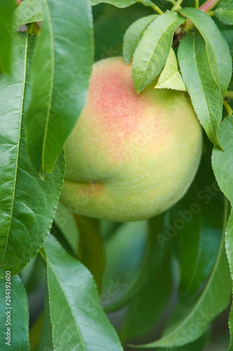 Canada, BC, Osoyoos, Peacch Ripe for Harvest photo