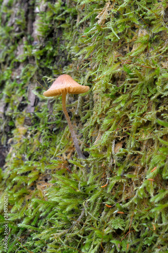 Canada, British Columbia, Vancouver Island. Mycena mushroom growing in moss on a tree trunk