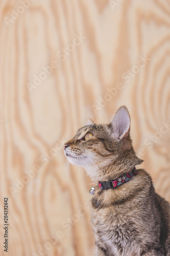 portrait of a cat