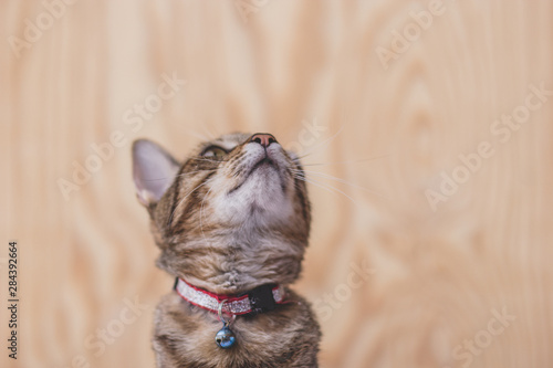 portrait of a cat