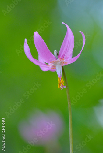 Canada, British Columbia, Vancouver Island. Pink fawn lily (Erythronium revolutum) photo