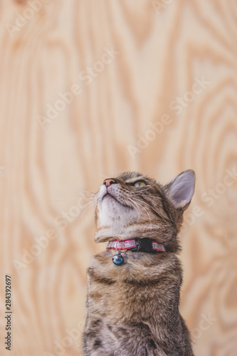 cat with green eyes