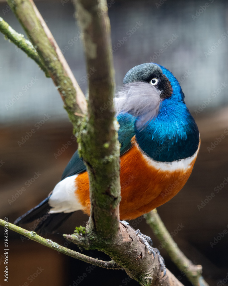 Fototapeta premium Supurb Starling Perched in a Tree WIth a Feather in its Beak