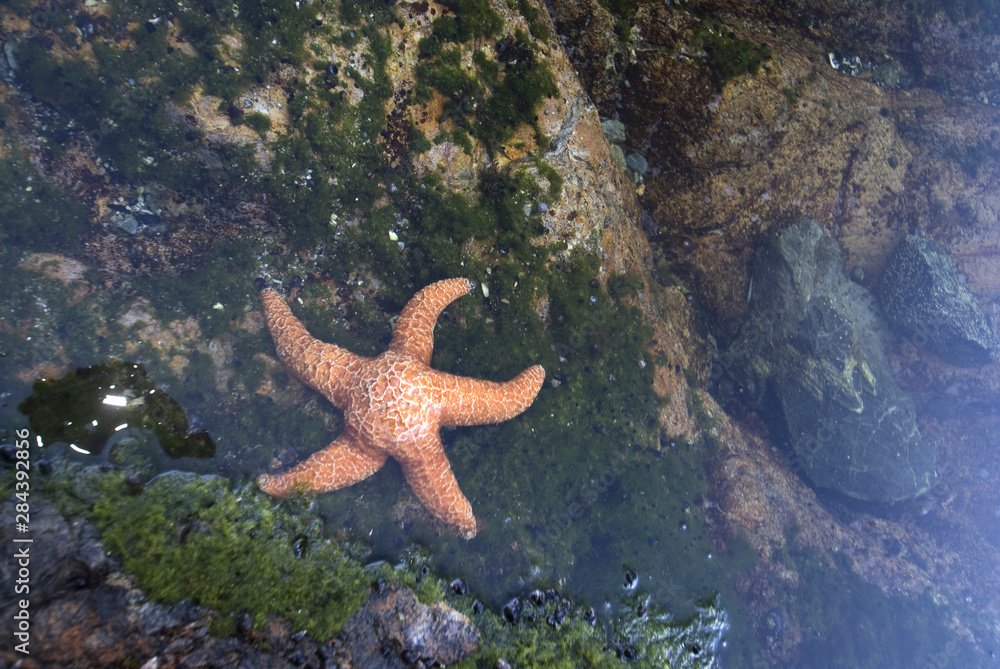 Ochre Star (Pisaster ochraceus) in Dicebox Island Tidepool, Broken Island Group, Pacific Rim National Park Preserve, British Columbia, Canada, September 2006 Ochre Star (Pisaster ochraceus) in Dicebox Island Tidepool, Broken Island Group, Pacific Rim National Park Preserve, British Columbia, Canada, September 2006