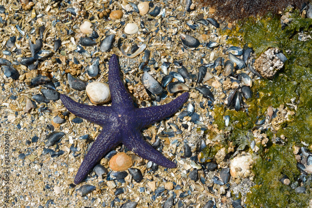Canada, British Columbia, Island. Sea star on a shell beach in Pirates Cove Canada, British Columbia, Island. Sea star on a shell beach in Pirates Cove