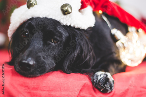 Dog Christmas