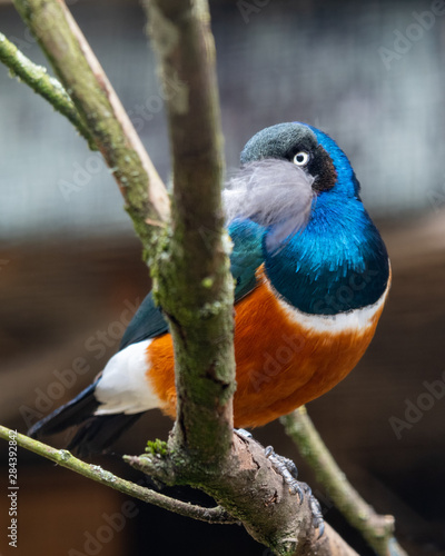 Supurb Starling Perched in a Tree WIth a Feather in its Beak photo