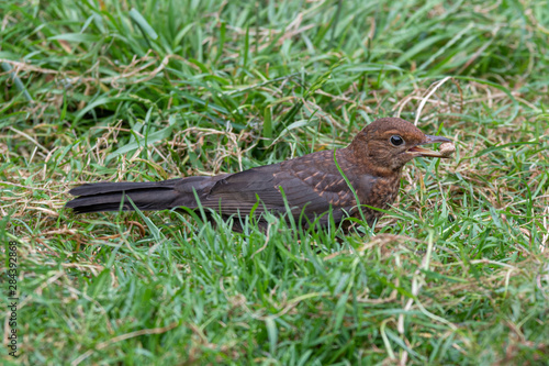 Female Blackbird foraging in the Ground