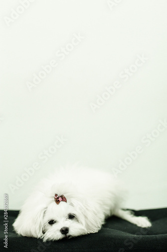Dog White wall
