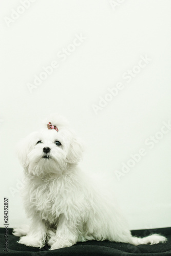 Dog White wall