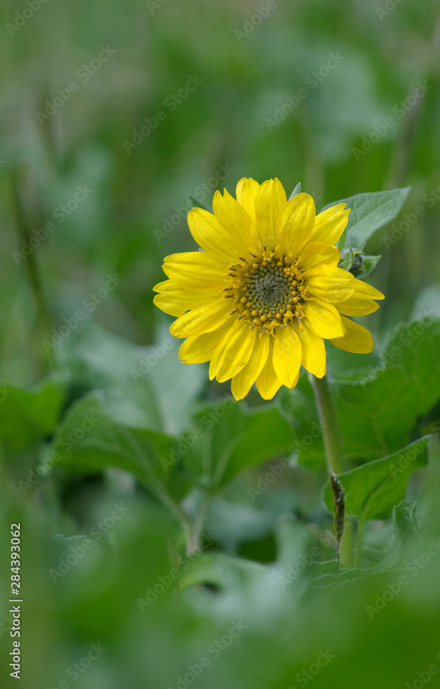 Canada, British Columbia, Vancouver Island. Deltoid Balsamroot (Balsamorhiza deltoidea) Canada, British Columbia, Vancouver Island. Deltoid Balsamroot (Balsamorhiza deltoidea)