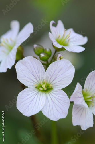 Canada, British Columbia, Vancouver Island. Slender Toothwort (Cardamine Pulcherrima var. tenella) photo