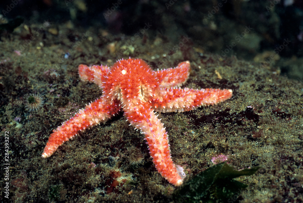Pink sea star, British Columbia Pink sea star, British Columbia