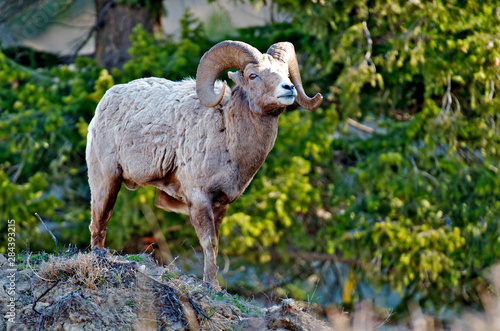Rocky Mountain Bighorn Sheep (Ovis canadensis canadensis) near Radium, B.C.