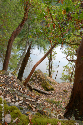 Canada, British Columbia, De Courcy Island. Arbutus (Arbutus menziesii) trees and leaves photo