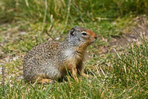 Wallpaper Mural Columbia Ground Squirrel, Rogers Pass, Glacier National Park, British Columbia, Canada Torontodigital.ca