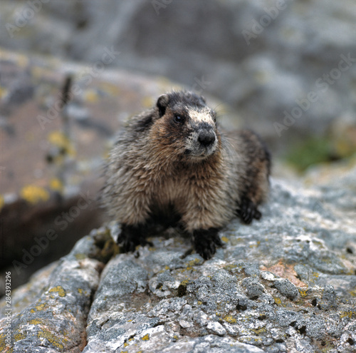 Canada, British Columbia, Yoho NP. A friendly Hoary Marmot considers the visitors to his home in Yoho N.P., British Columbia, Canada. © Ric Ergenbright/Danita Delimont