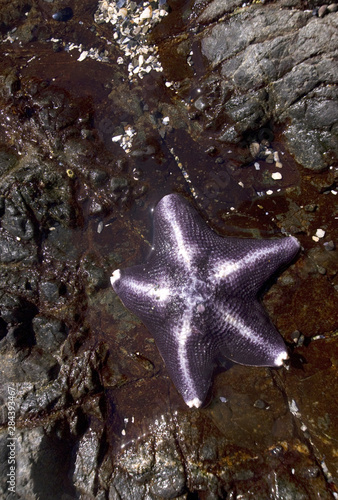 Bat Star (Asterina miniata), Broken Island Group, Pacific Rim National Park Preserve, British Columbia, Canada, September 2006 photo