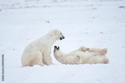 Polar Bears  Ursus maritimus  sparring in snow  Churchill Wildlife Management Area  Churchill  Manitoba  Canada.