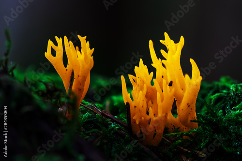 The yellow stagshorn, Calocera viscosa, is a jelly fungus, a member of the Dacrymycetales, an order of fungi characterized by their unique 