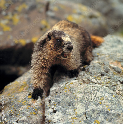Canada, British Columbia, Yoho NP. This hoary marmot doesn't look altogether pleased to be spoken to, in Yoho National Park, British Columbia, Canada.
