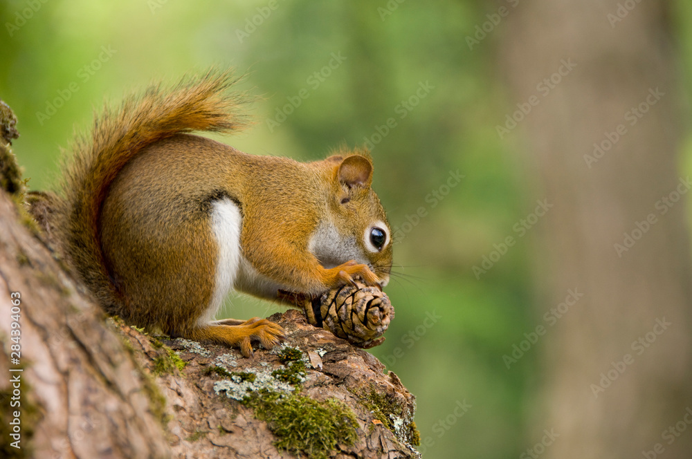 Canada, Nova Scotia, Halifax. Public Gardens, historic Victorian city garden created in 1836. Squirrel. Canada, Nova Scotia, Halifax. Public Gardens, historic Victorian city garden created in 1836. Squirrel.