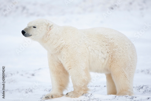 Polar Bear (Ursus maritimus) in snow, Churchill Wildlife Management Area, Churchill, Manitoba, Canada.