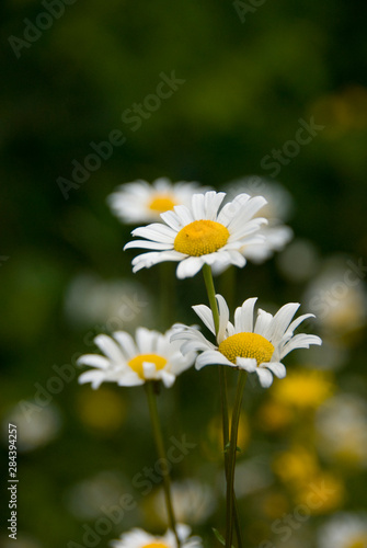 Canada  Nova Scotia  Cape Breton Island  Cabot Trail. Cape Breton Highlands National Park  wildflowers.