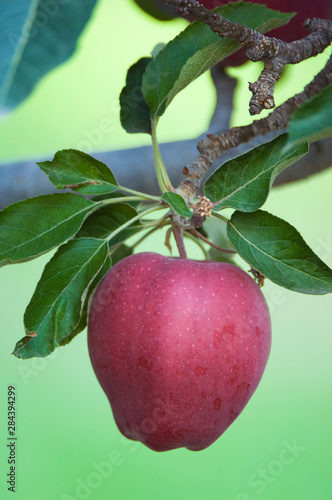 NA; Canada; British Columbia; Okanagan Valley; Mac Apple (Selective Focus)