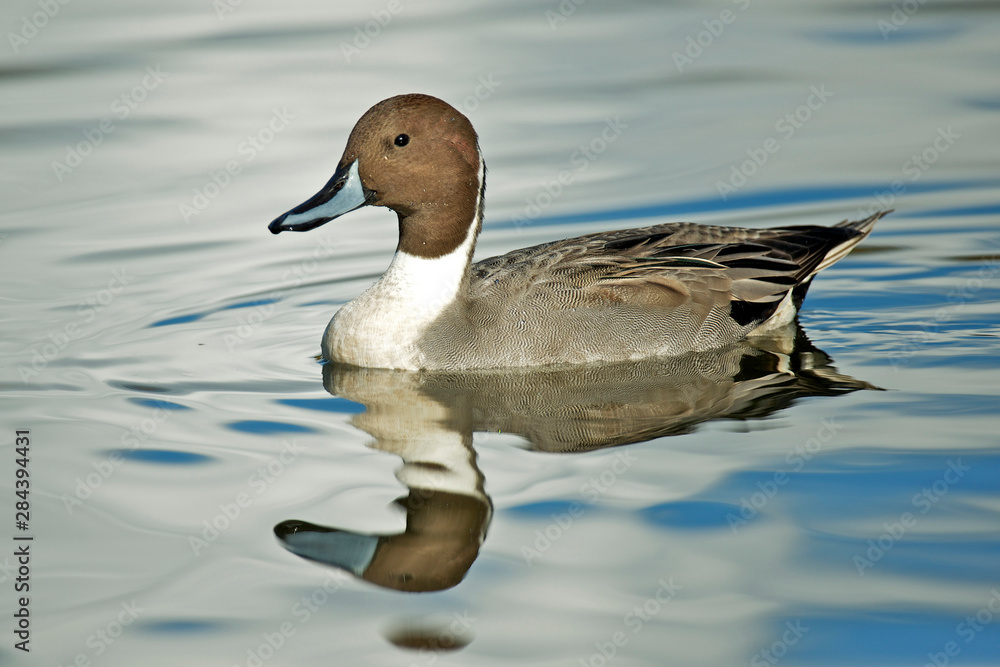A Pintail duck (Anas acute) has a wide geographic distribution across northern latitudes.
