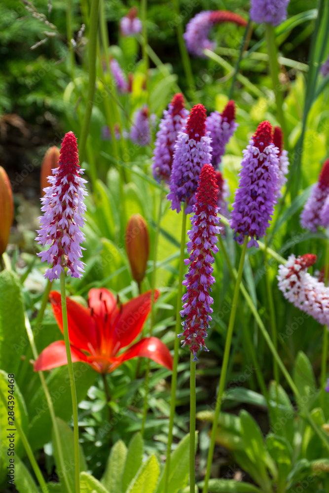 Canada, New Brunswick, Charlotte County. St. Andrews (aka St. Andrews-by-the-Sea). Kingsbrae Garden, detail of colorful lilies and lollipop flowers. Canada, New Brunswick, Charlotte County. St. Andrews (aka St. Andrews-by-the-Sea). Kingsbrae Garden, detail of colorful lilies and lollipop flowers.