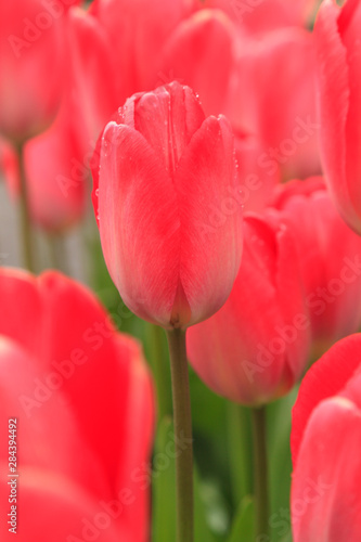 Tulips in a garden  Victoria  British Columbia  Canada